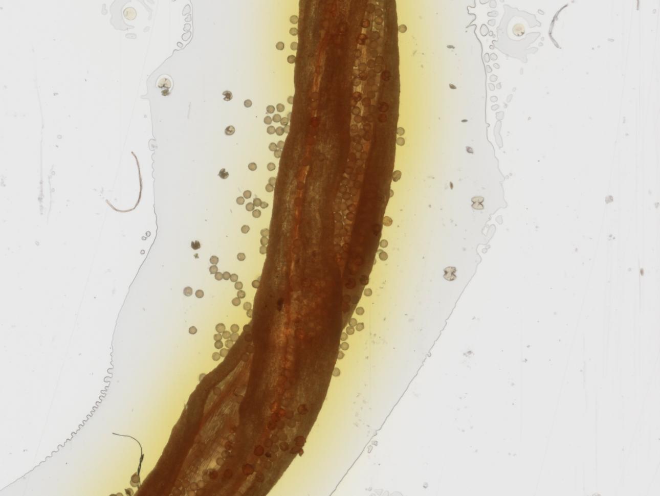 flower pollen
